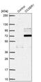 Coiled-Coil Serine Rich Protein 1 antibody, PA5-59770, Invitrogen Antibodies, Western Blot image 