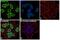 Heterogeneous Nuclear Ribonucleoprotein A1 antibody, PA5-19431, Invitrogen Antibodies, Immunofluorescence image 