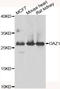 Ornithine decarboxylase antizyme 1 antibody, LS-C349303, Lifespan Biosciences, Western Blot image 