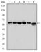 Beclin 1 antibody, NBP2-22176, Novus Biologicals, Western Blot image 