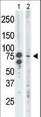 Bromodomain Containing 3 antibody, LS-B10710, Lifespan Biosciences, Western Blot image 