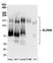 Solute Carrier Family 9 Member A6 antibody, A304-448A, Bethyl Labs, Western Blot image 