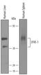 Lymphatic Vessel Endothelial Hyaluronan Receptor 1 antibody, AF2089, R&D Systems, Western Blot image 