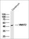 Protocadherin Alpha 1 antibody, orb1011, Biorbyt, Western Blot image 