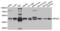 Eukaryotic Translation Initiation Factor 4A2 antibody, LS-C332840, Lifespan Biosciences, Western Blot image 
