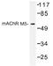 Cholinergic Receptor Muscarinic 5 antibody, AP01305PU-N, Origene, Western Blot image 