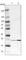 Parkinsonism Associated Deglycase antibody, HPA004190, Atlas Antibodies, Western Blot image 