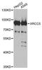 X-Ray Repair Cross Complementing 5 antibody, LS-C748421, Lifespan Biosciences, Western Blot image 