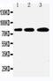 Polo Like Kinase 2 antibody, PA5-79832, Invitrogen Antibodies, Western Blot image 