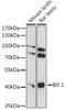 SH3 Domain Containing GRB2 Like, Endophilin B1 antibody, GTX66305, GeneTex, Western Blot image 