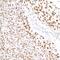 Tripartite Motif Containing 28 antibody, A700-014, Bethyl Labs, Immunohistochemistry frozen image 