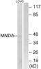 Myeloid Cell Nuclear Differentiation Antigen antibody, abx014609, Abbexa, Western Blot image 