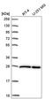 Eukaryotic Translation Initiation Factor 4E antibody, HPA051311, Atlas Antibodies, Western Blot image 