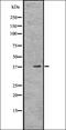 Orthodenticle Homeobox 1 antibody, orb336532, Biorbyt, Western Blot image 