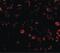 Toll Like Receptor 3 antibody, PA5-20183, Invitrogen Antibodies, Immunofluorescence image 