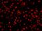 Cleavage And Polyadenylation Specific Factor 1 antibody, IHC-00306, Bethyl Labs, Immunofluorescence image 