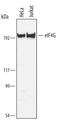 Eukaryotic Translation Initiation Factor 4 Gamma 1 antibody, AF4018, R&D Systems, Western Blot image 