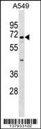 Integrin Alpha FG-GAP Repeat Containing 1 antibody, 59-416, ProSci, Western Blot image 