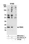 Phosphomevalonate Kinase antibody, NBP2-59122, Novus Biologicals, Western Blot image 