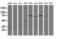 DEF6 Guanine Nucleotide Exchange Factor antibody, LS-C174285, Lifespan Biosciences, Western Blot image 
