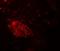 WD Repeat Domain 61 antibody, LS-B12156, Lifespan Biosciences, Immunofluorescence image 