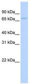 Epithelial Splicing Regulatory Protein 2 antibody, TA343935, Origene, Western Blot image 