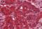 Dynamin 3 antibody, orb19883, Biorbyt, Immunohistochemistry paraffin image 