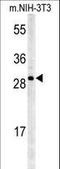 Potassium Channel Tetramerization Domain Containing 21 antibody, LS-C165459, Lifespan Biosciences, Western Blot image 