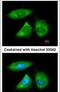 Nucleolar Protein 3 antibody, PA5-29389, Invitrogen Antibodies, Immunofluorescence image 