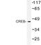 CAMP Responsive Element Binding Protein 1 antibody, LS-C176498, Lifespan Biosciences, Western Blot image 