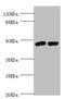 Fc Fragment Of IgM Receptor antibody, orb243474, Biorbyt, Western Blot image 