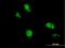 TRNA Methyltransferase 1 Like antibody, H00081627-B01P, Novus Biologicals, Immunocytochemistry image 