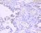 DNA Methyltransferase 1 antibody, NBP2-66805, Novus Biologicals, Immunohistochemistry paraffin image 