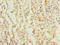 Trans-L-3-Hydroxyproline Dehydratase antibody, LS-C378721, Lifespan Biosciences, Immunohistochemistry paraffin image 