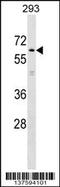Kelch Like Family Member 2 antibody, 59-303, ProSci, Western Blot image 
