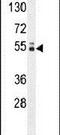 Glucocorticoid Induced 1 antibody, PA5-24213, Invitrogen Antibodies, Western Blot image 