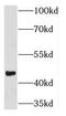 Nuclear Factor, Erythroid 2 antibody, FNab05692, FineTest, Western Blot image 