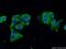 Caspase 9 antibody, 66169-1-Ig, Proteintech Group, Immunofluorescence image 