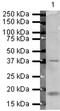 ATF4 antibody, PA5-19521, Invitrogen Antibodies, Western Blot image 
