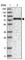 La Ribonucleoprotein Domain Family Member 7 antibody, HPA026842, Atlas Antibodies, Western Blot image 