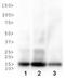 Histone Cluster 2 H3 Family Member D antibody, NB21-1144, Novus Biologicals, Western Blot image 