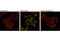 SMAD Family Member 3 antibody, 8828S, Cell Signaling Technology, Immunofluorescence image 