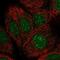 NmrA-like family domain-containing protein 1 antibody, NBP1-83554, Novus Biologicals, Immunofluorescence image 