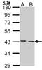 GULP PTB Domain Containing Engulfment Adaptor 1 antibody, LS-C185910, Lifespan Biosciences, Western Blot image 