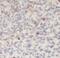 Interleukin 33 antibody, FNab04271, FineTest, Immunohistochemistry frozen image 