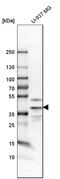 TWIST Neighbor antibody, HPA022416, Atlas Antibodies, Western Blot image 