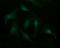 Synaptotagmin 4 antibody, LS-C337991, Lifespan Biosciences, Immunofluorescence image 