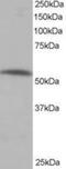 Protein Phosphatase 2 Regulatory Subunit B'Alpha antibody, NB100-847, Novus Biologicals, Western Blot image 