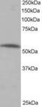 Serine/threonine-protein phosphatase 2A 56 kDa regulatory subunit alpha isoform antibody, NB100-847, Novus Biologicals, Western Blot image 