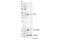 NFKB Inhibitor Beta antibody, 15519S, Cell Signaling Technology, Western Blot image 